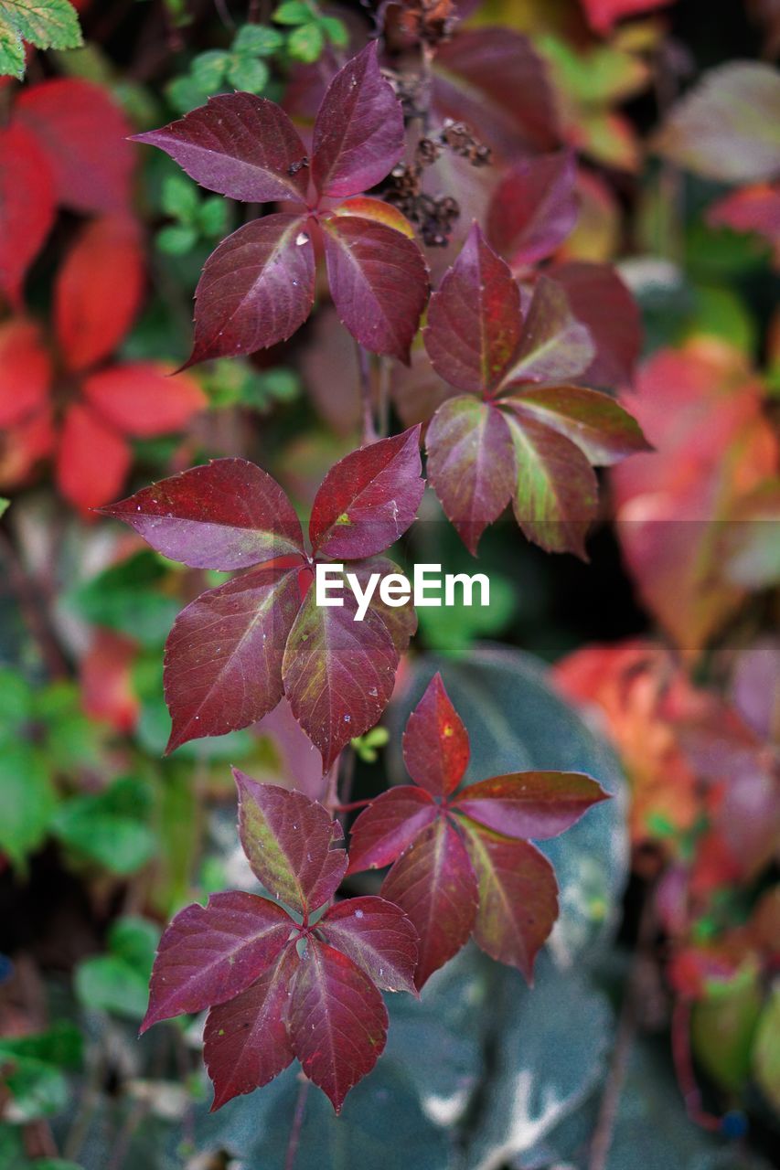 CLOSE-UP OF MAPLE LEAVES ON PLANT