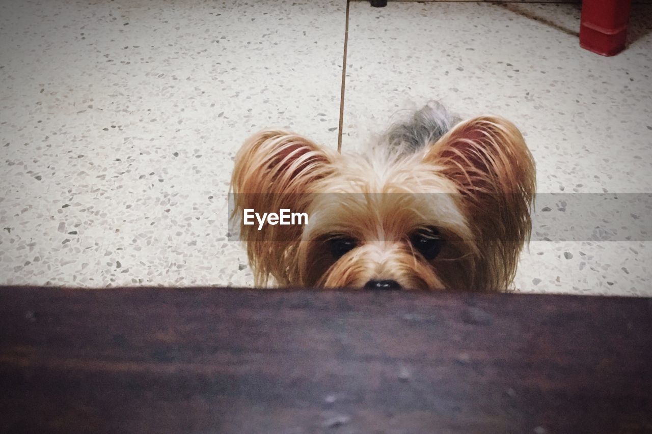 CLOSE-UP OF DOG IN BLANKET