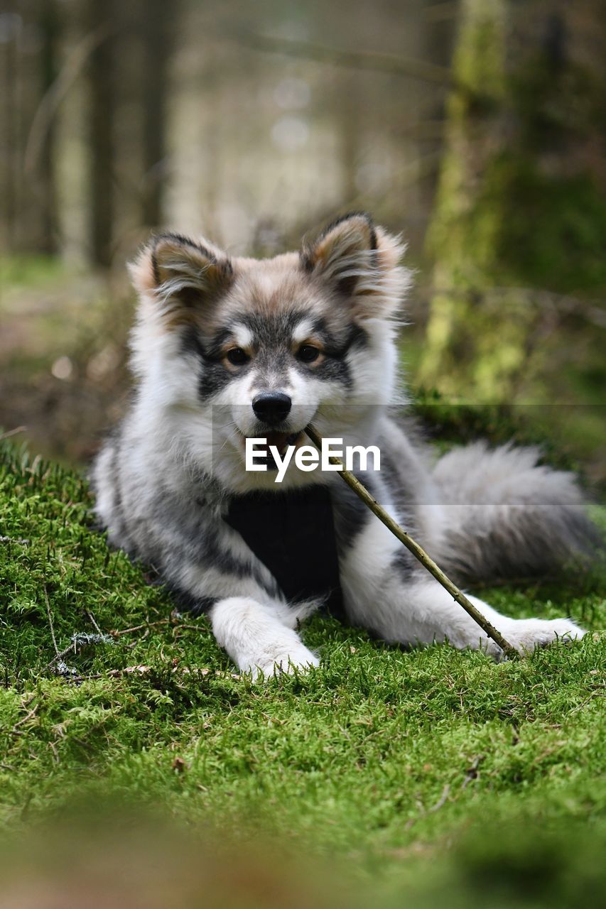 A young puppy finnish lapphund dog lying in the forest chewing in a stick