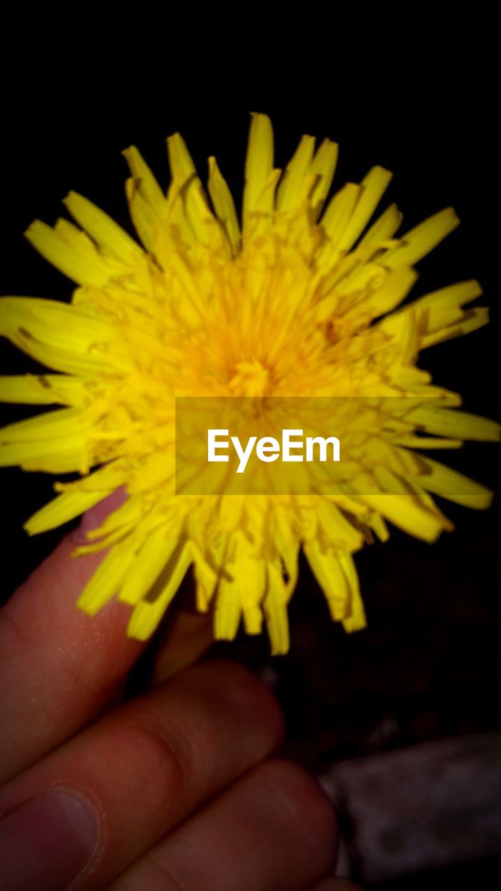 CLOSE-UP OF PERSON HOLDING YELLOW FLOWER