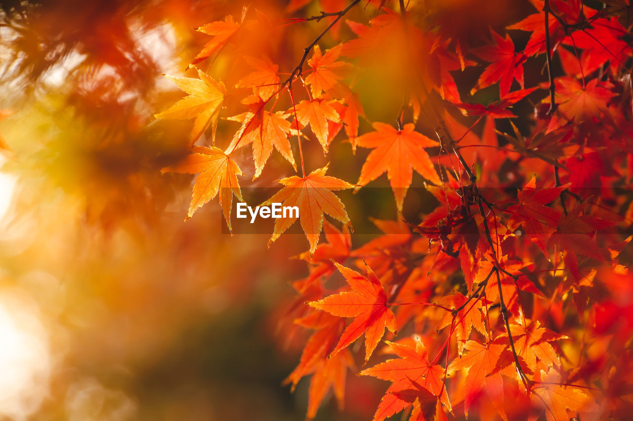 Close-up of maple leaves on tree during autumn