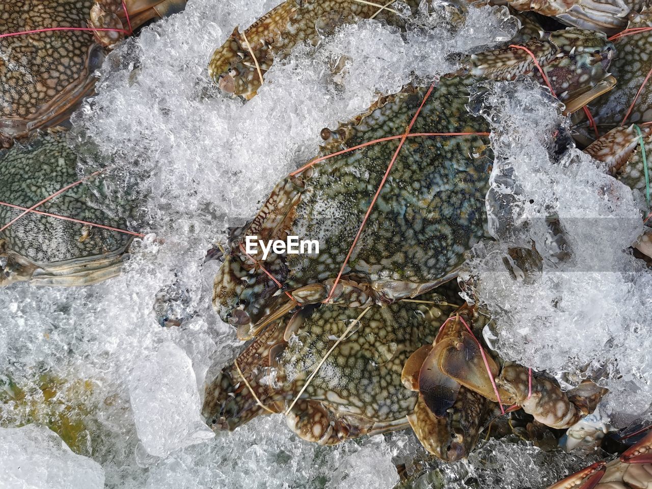 HIGH ANGLE VIEW OF FISH IN SEA