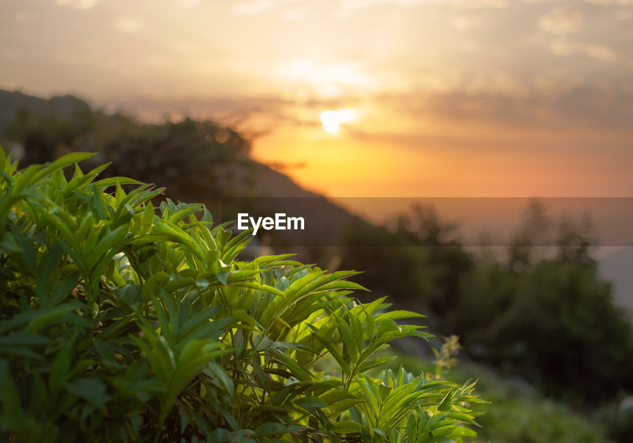 Wild plant on top of a mountain in countryside at sunrise in gilan province, iran