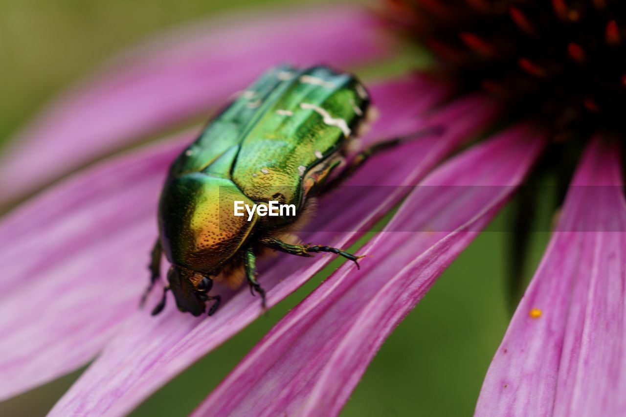 Green beetle bug on rose flower petals