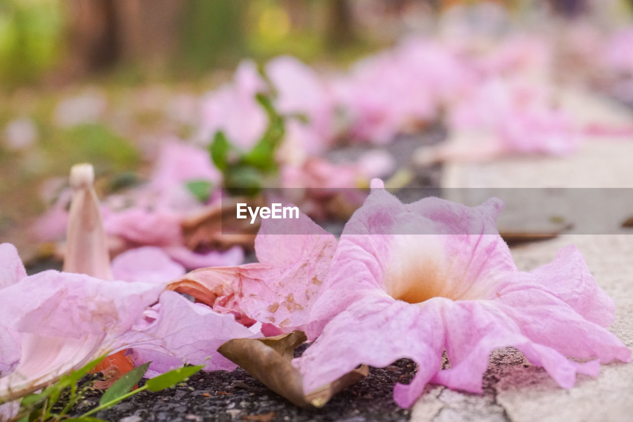 CLOSE-UP OF PINK FLOWER