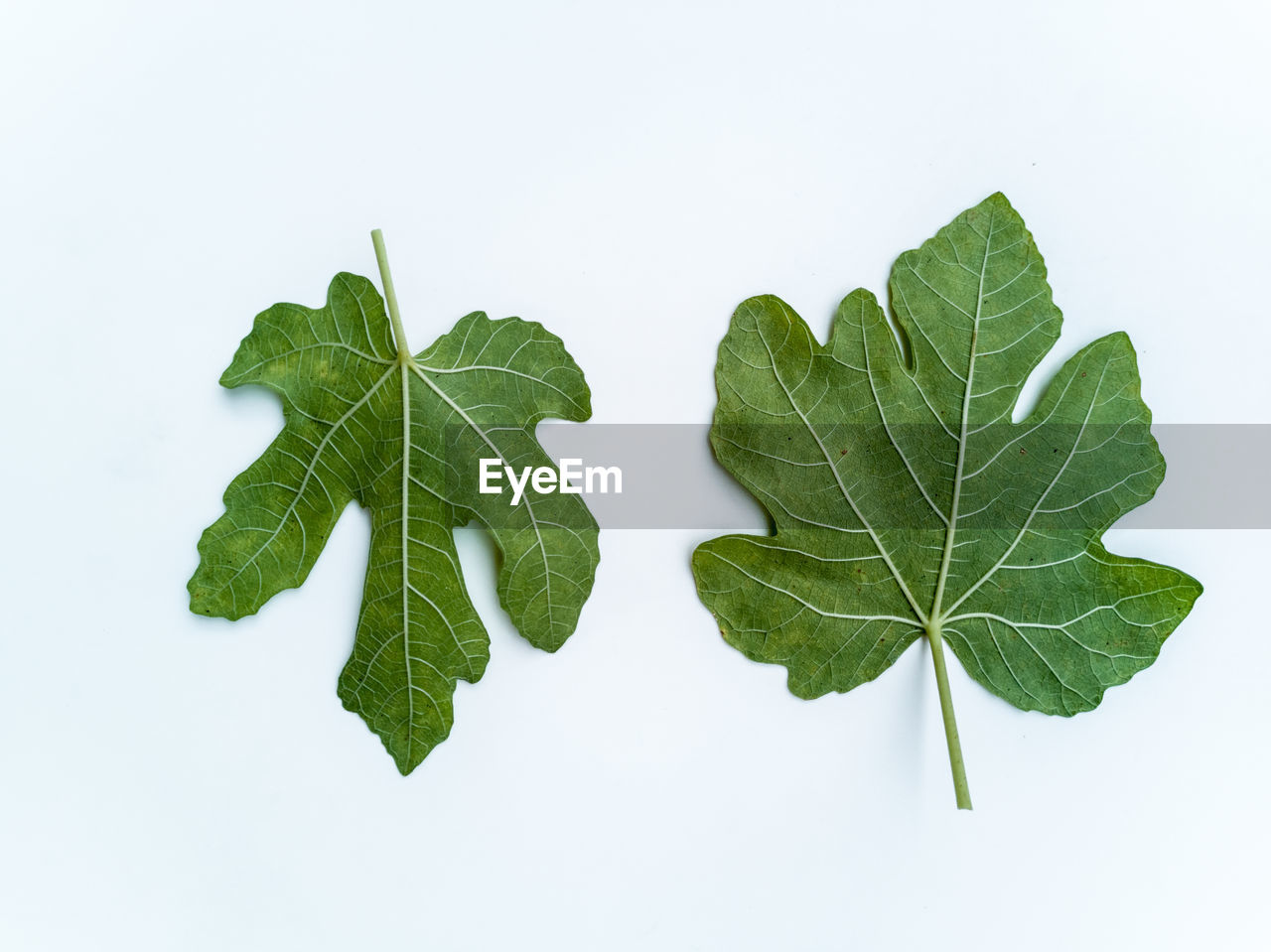 DIRECTLY ABOVE SHOT OF LEAVES ON WHITE BACKGROUND