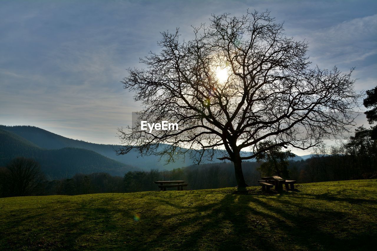 Tree on field against sky