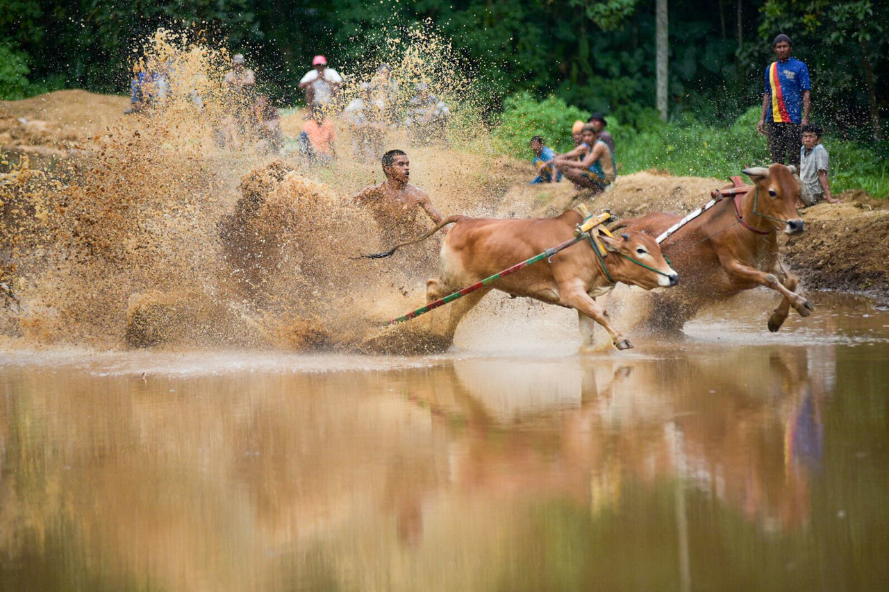 DUCKS RIDING HORSES ON WATER