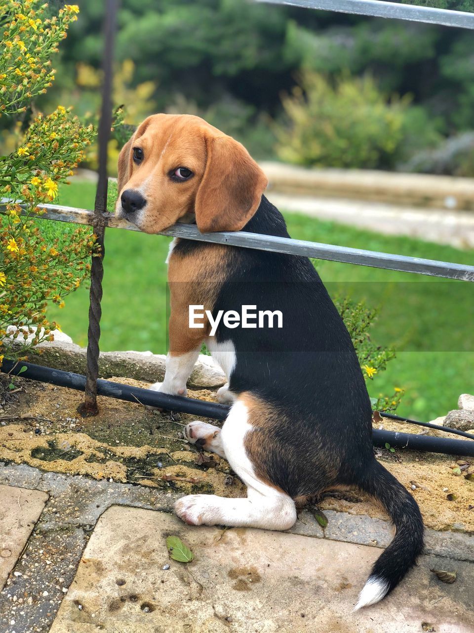 Dog looking away while sitting outdoors