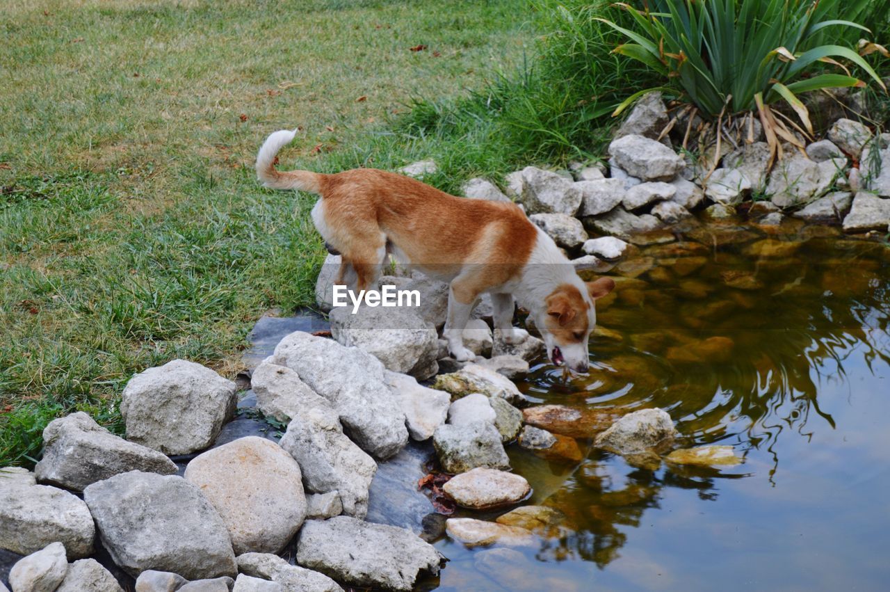 Dog drinking water in lake