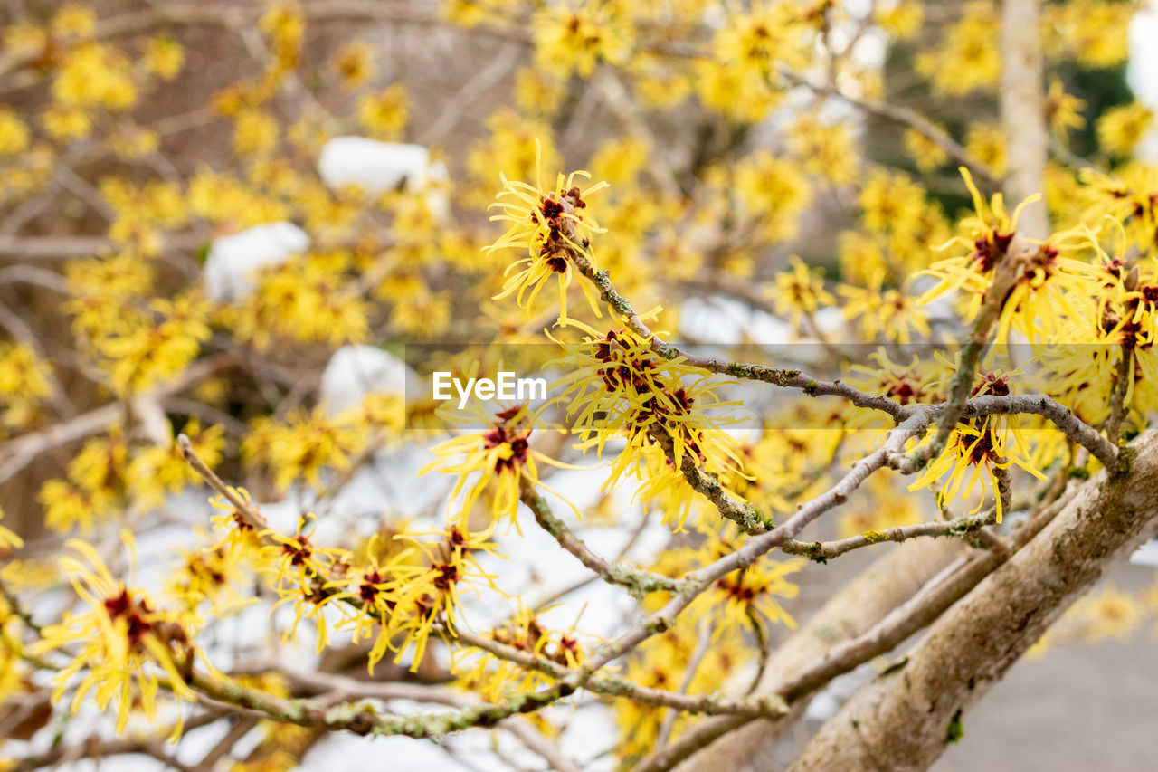 plant, yellow, tree, branch, beauty in nature, nature, flower, autumn, leaf, blossom, focus on foreground, sunlight, flowering plant, growth, no people, freshness, plant part, day, outdoors, spring, tranquility, close-up, springtime, fragility, selective focus, macro photography, environment, produce, scenics - nature, land, landscape, twig