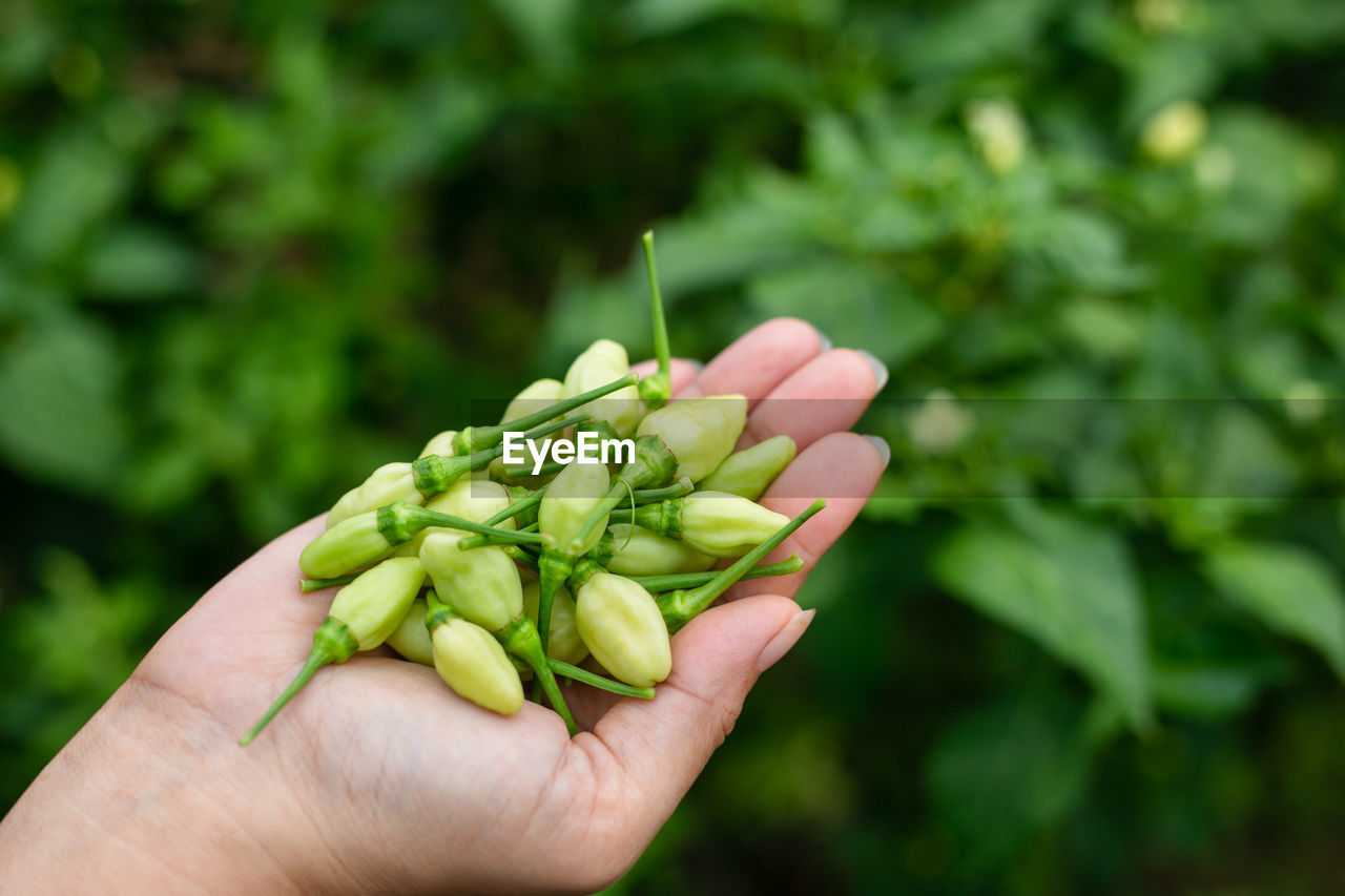 hand, holding, food and drink, food, one person, green, flower, healthy eating, freshness, plant, produce, leaf, vegetable, agriculture, wellbeing, nature, focus on foreground, close-up, growth, day, adult, harvesting, organic, outdoors, fruit, lifestyles, crop, finger, farm