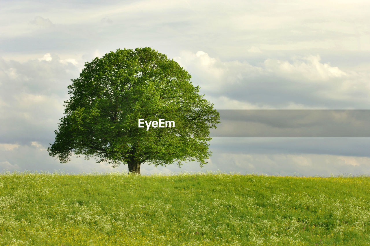 Single linden tree in meadow at spring