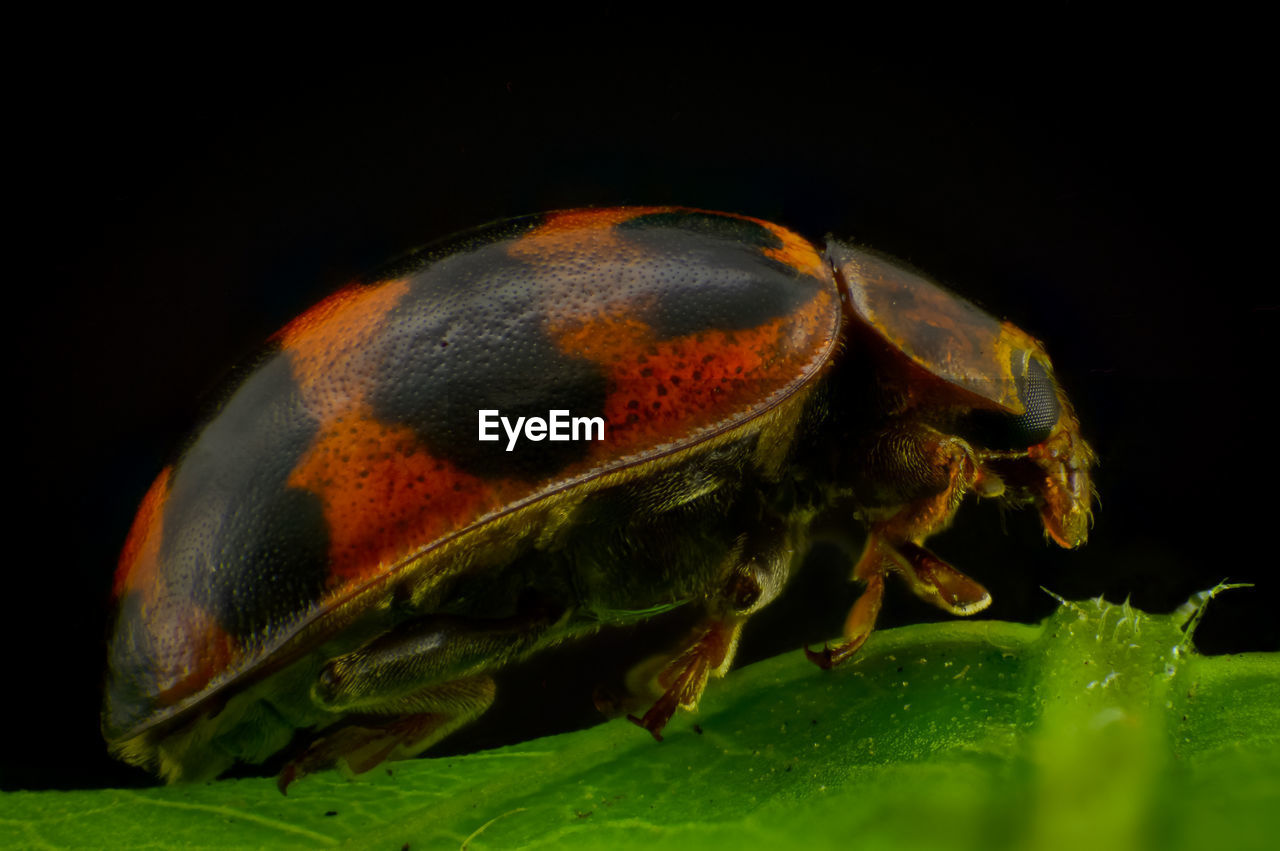 CLOSE-UP OF INSECT ON LEAF