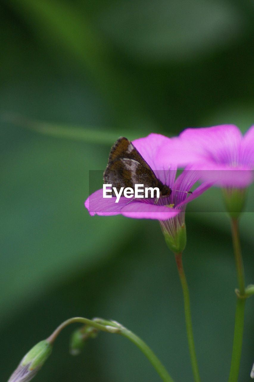 Butterfly perching on purple flower