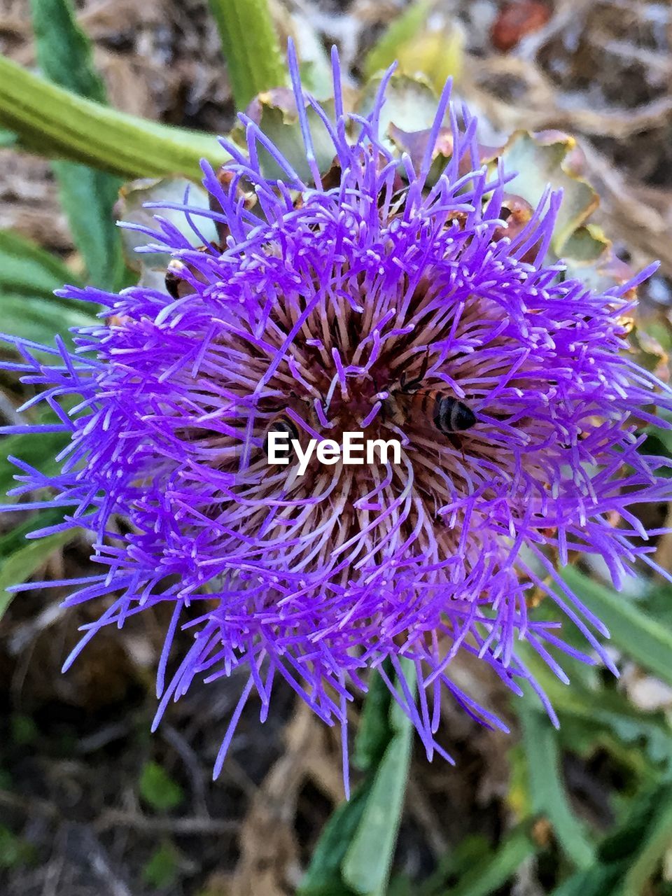 Close-up high angle view of flower