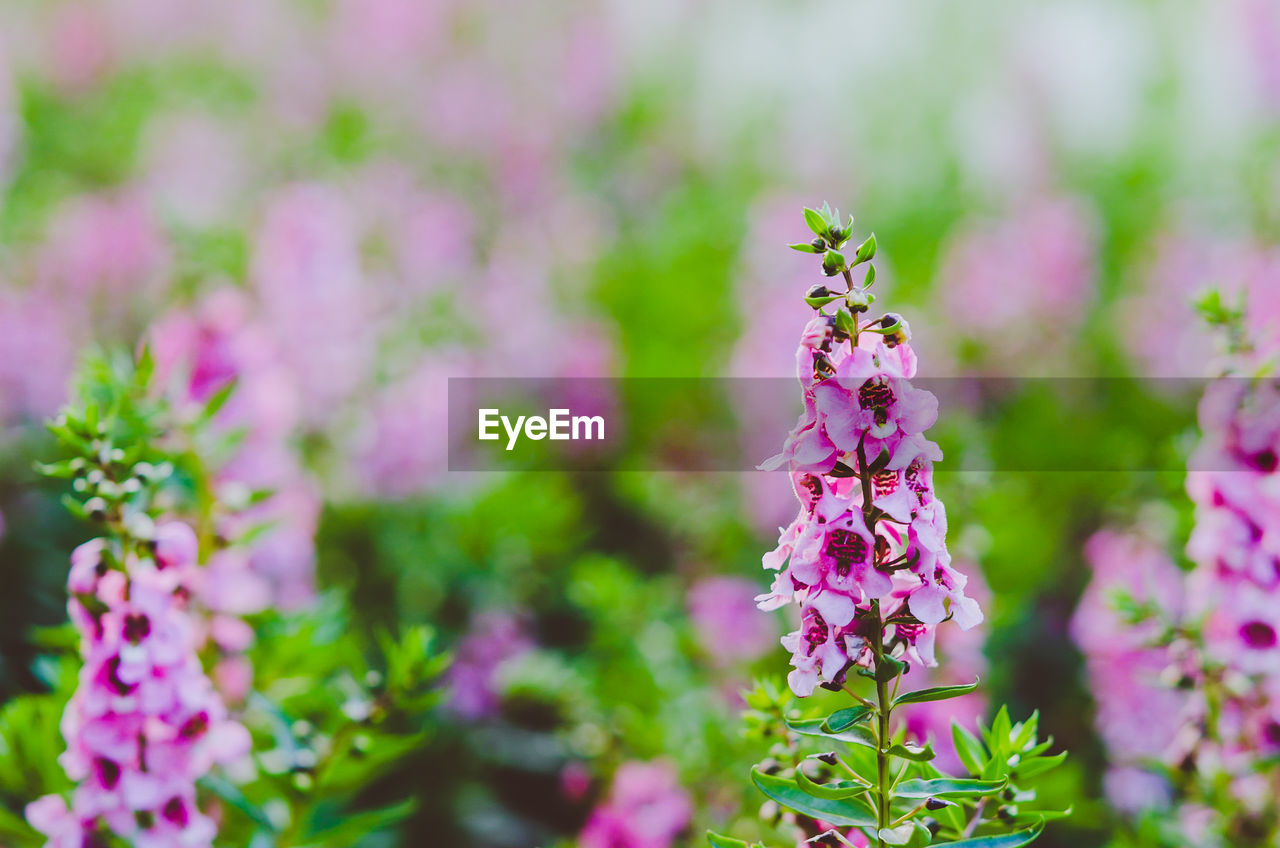 Close-up of insect on pink flowering plant