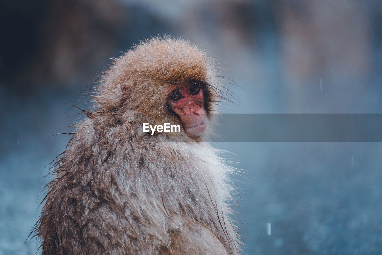 Portrait of monkey sitting outdoors during snowfall