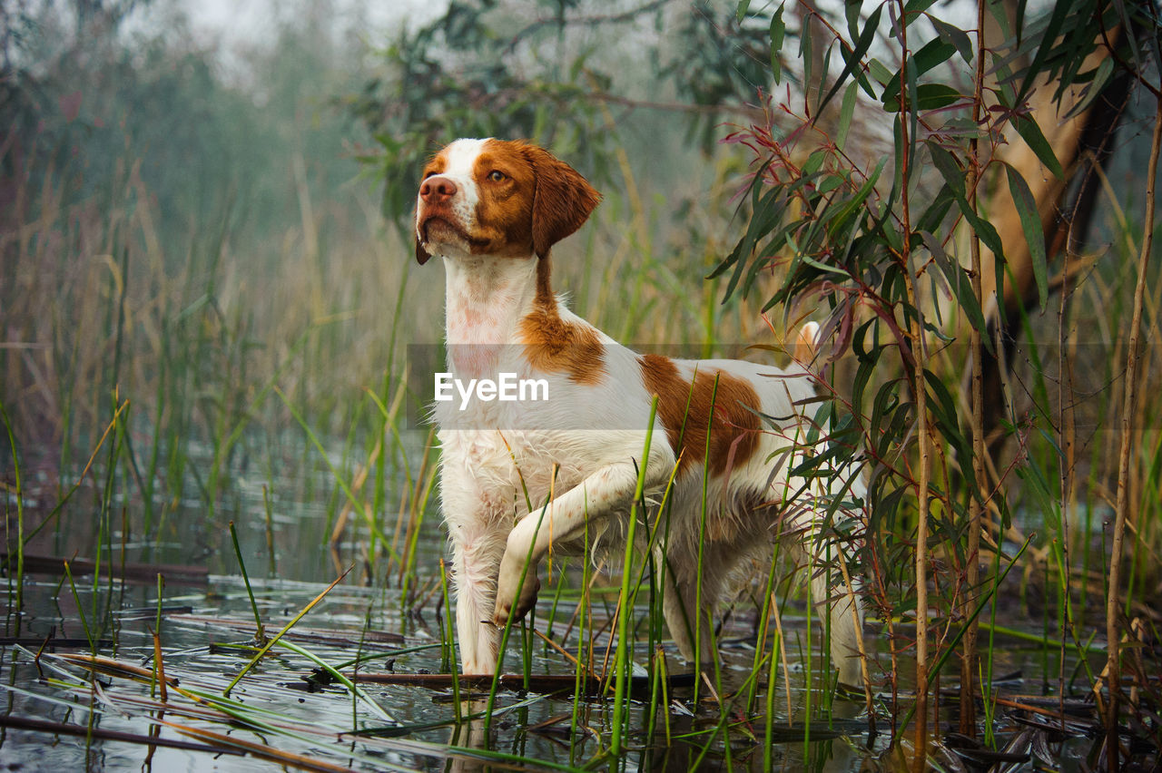Alert dog in shallow water looking away