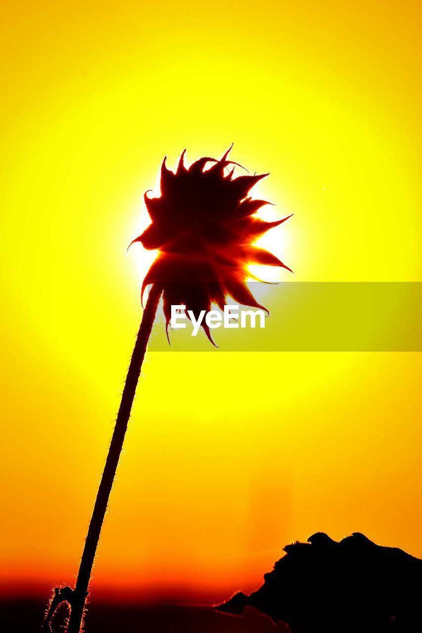 CLOSE-UP OF ORANGE FLOWER AGAINST SKY