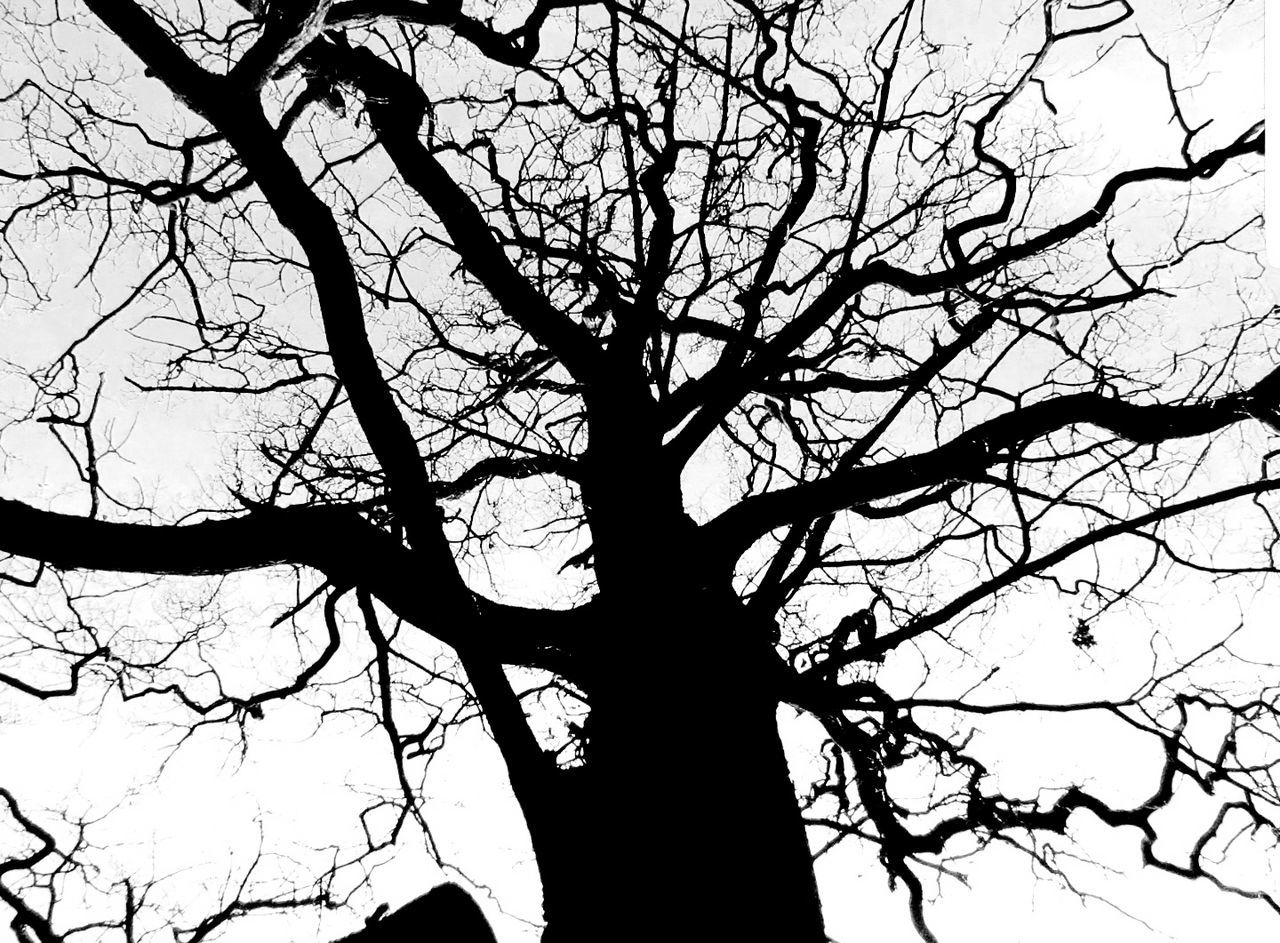 LOW ANGLE VIEW OF TREES AGAINST SKY