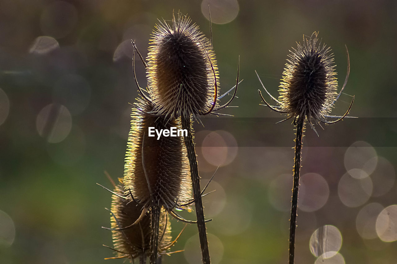 CLOSE-UP OF THISTLE WITH PLANT