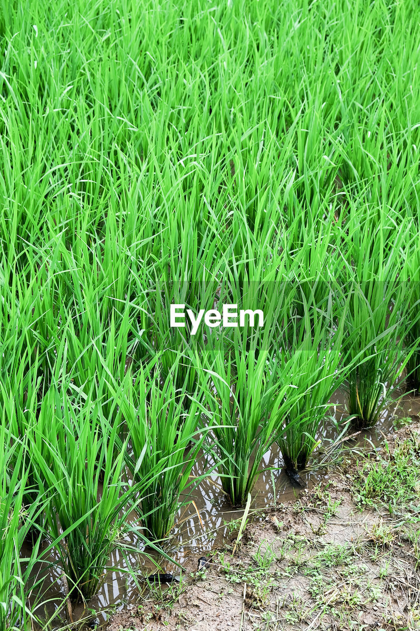 High angle view of wet grass on field