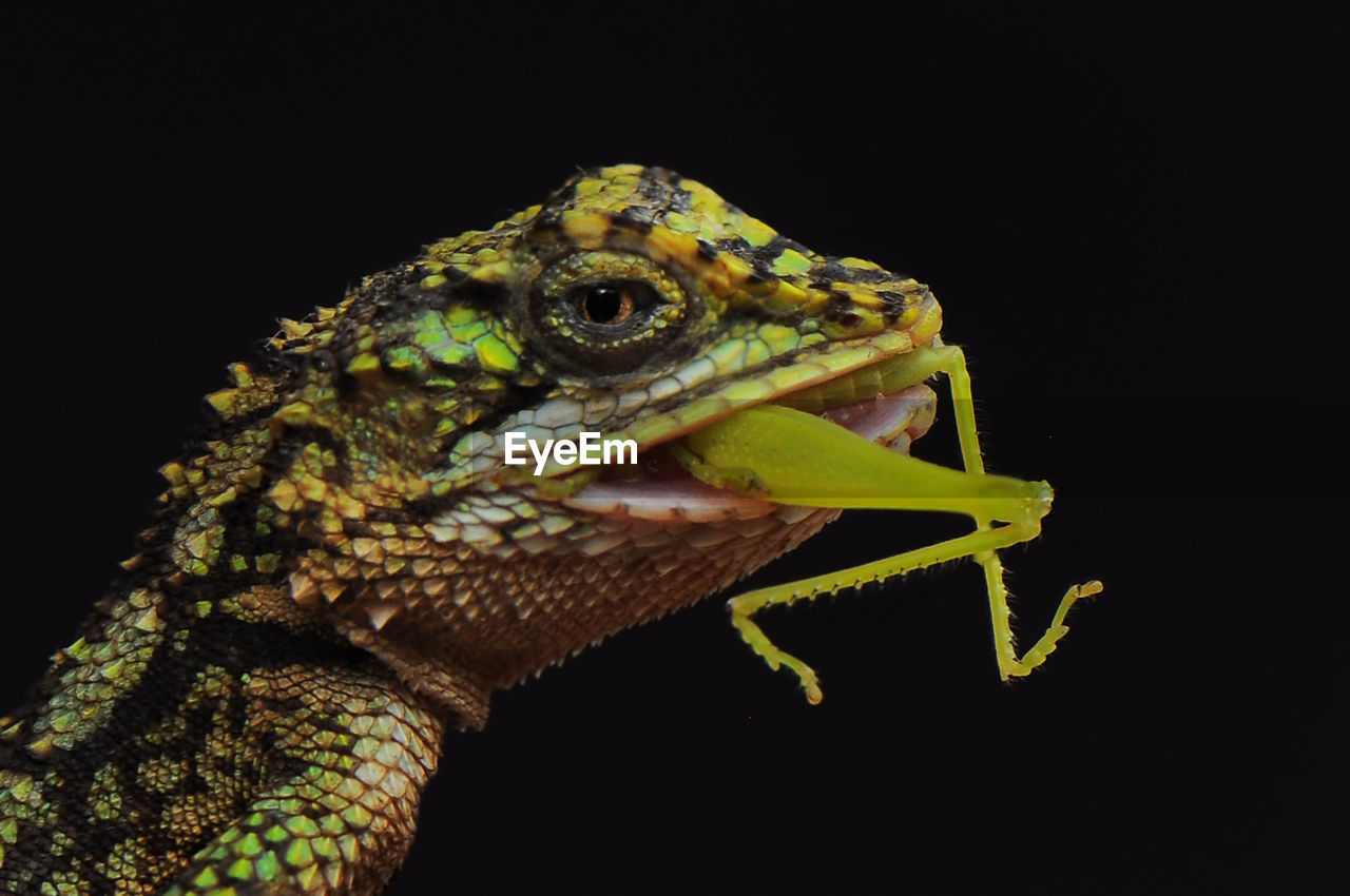 Close-up of lizard on black background