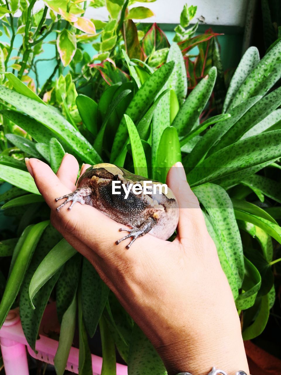 CLOSE-UP OF HAND HOLDING LIZARD