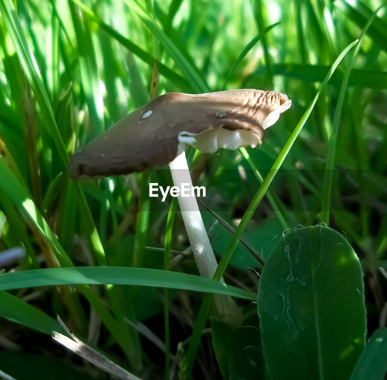 CLOSE-UP OF A DUCK