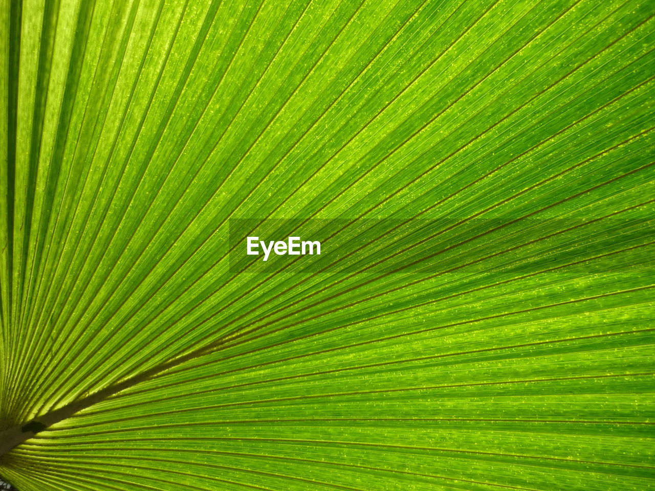 FULL FRAME SHOT OF PALM TREE LEAF