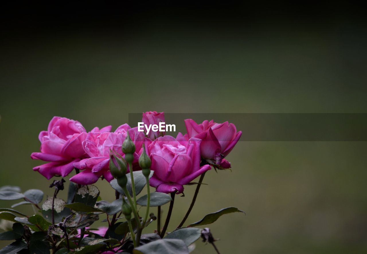 CLOSE-UP OF PINK FLOWERS