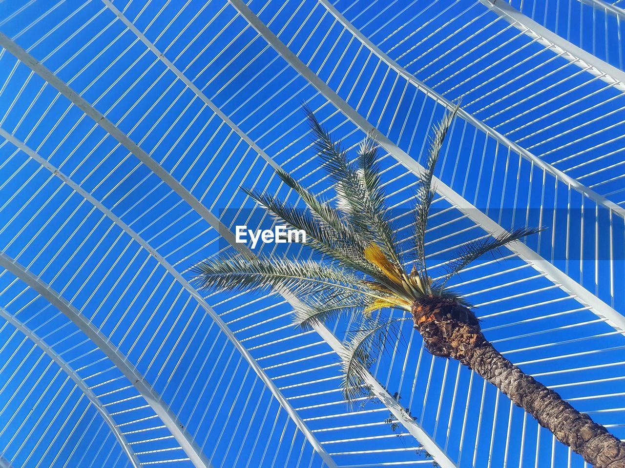 Low angle view palm tree