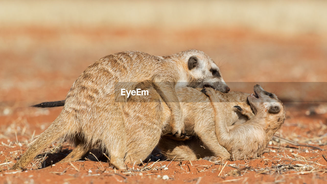 Meerkats playing on field 