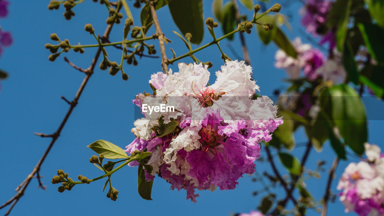 CLOSE-UP OF CHERRY BLOSSOMS AGAINST SKY