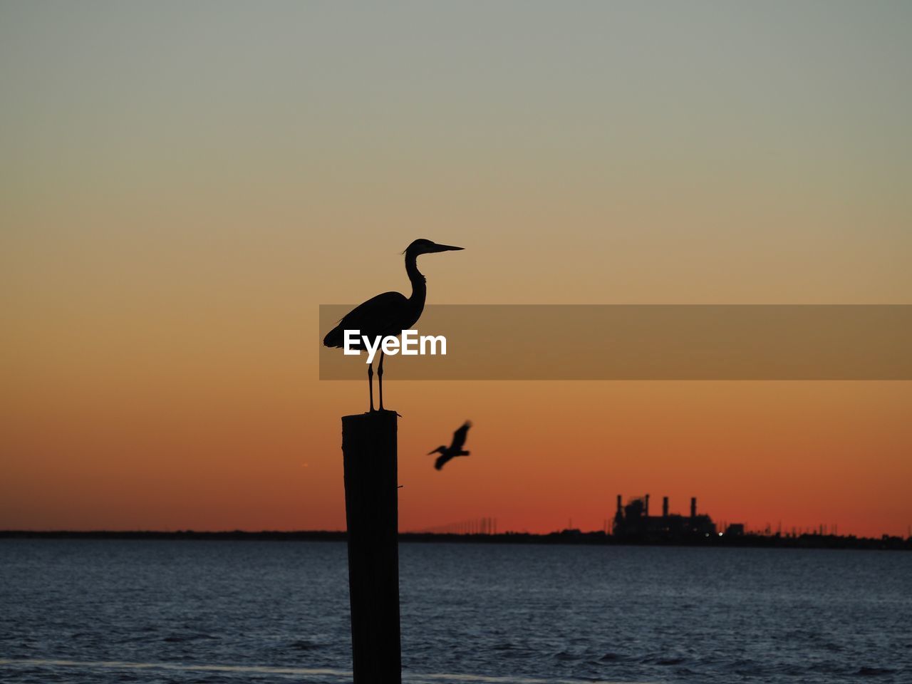 SEAGULL PERCHING ON WOODEN POST AGAINST SKY DURING SUNSET
