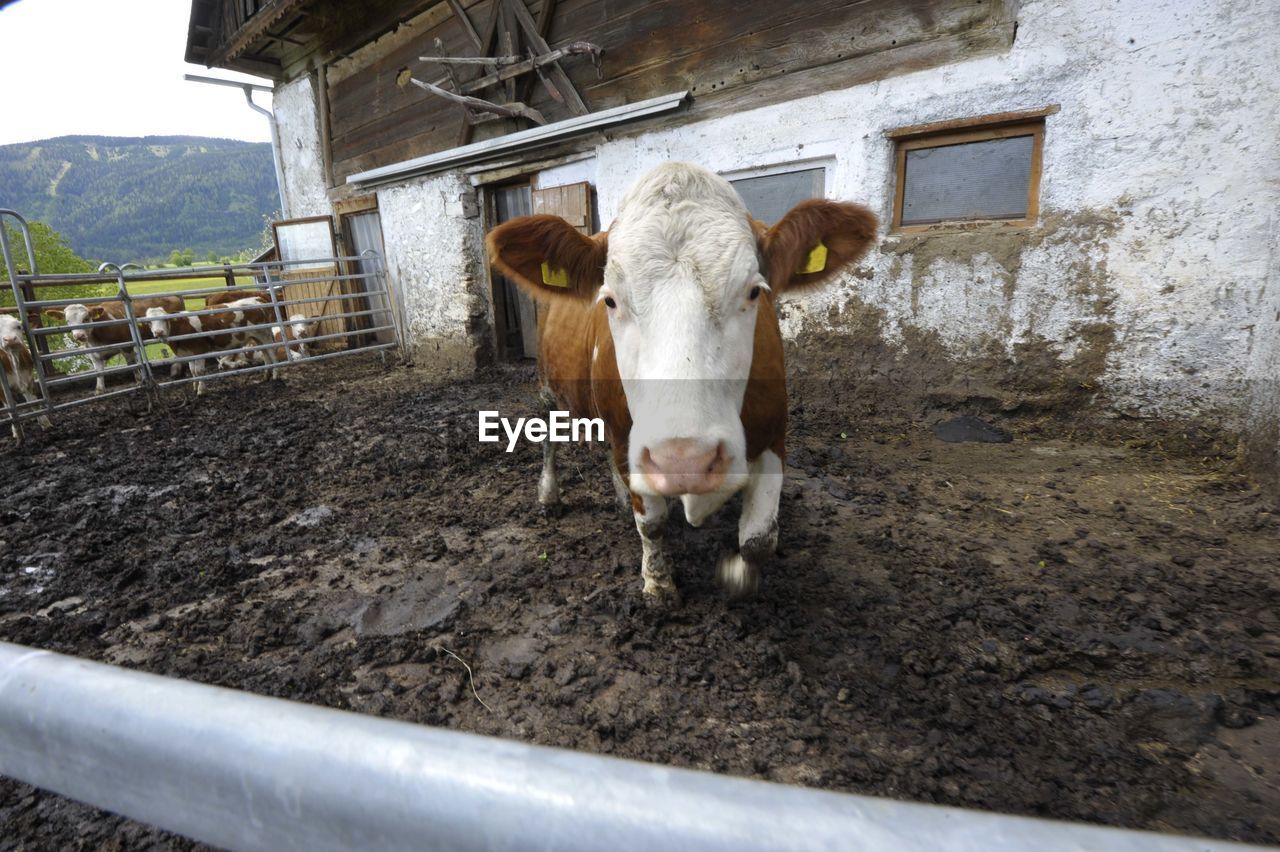 Cow in an open barn, outlet for exercise for the cattle on a farm