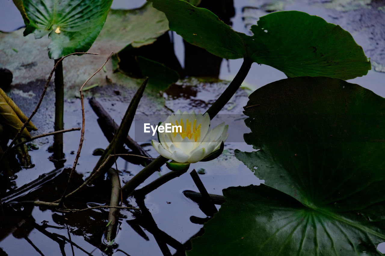 CLOSE-UP OF WHITE FLOWER BLOOMING IN WATER