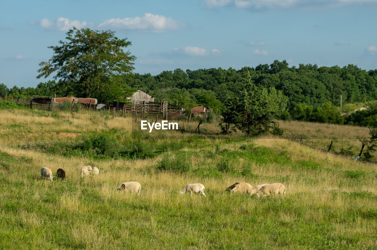 Sheep grazing on field against sky