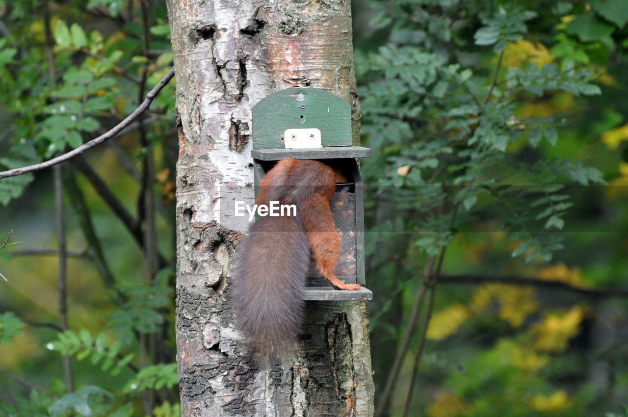 Close-up of squirrel in bird feeder mounted on tree trunk