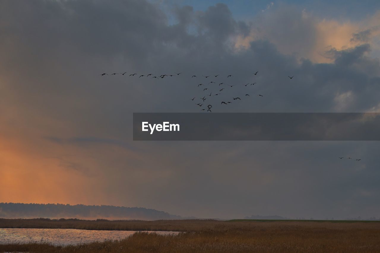 sky, cloud, animal wildlife, bird, animal, animal themes, flying, wildlife, group of animals, morning, horizon, large group of animals, nature, plain, dawn, environment, flock of birds, flock, beauty in nature, prairie, no people, scenics - nature, sunrise, landscape, animal migration, bird migration, silhouette, tranquility, tranquil scene, outdoors, land, mid-air, motion, sea