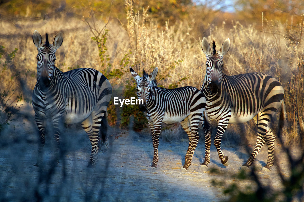ZEBRAS IN A FOREST