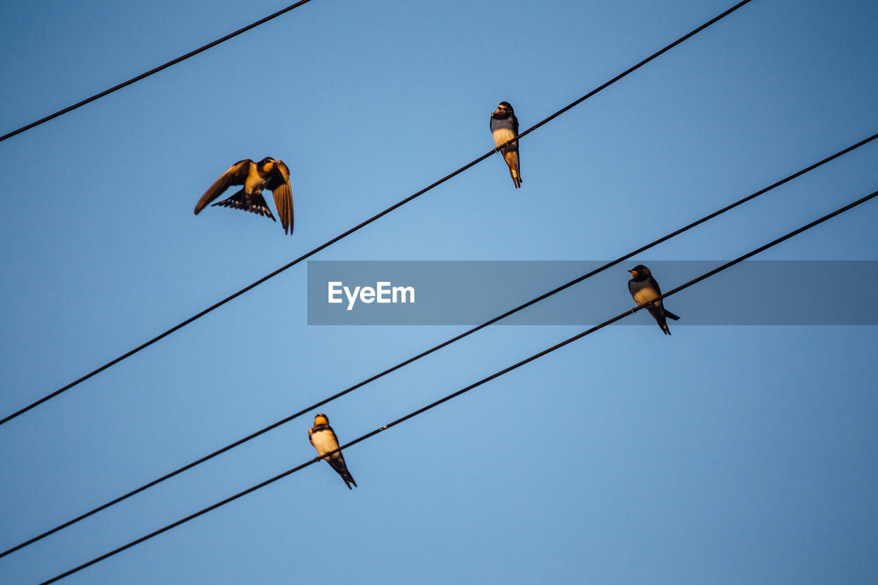 Low angle view of birds perching on cables against clear blue sky