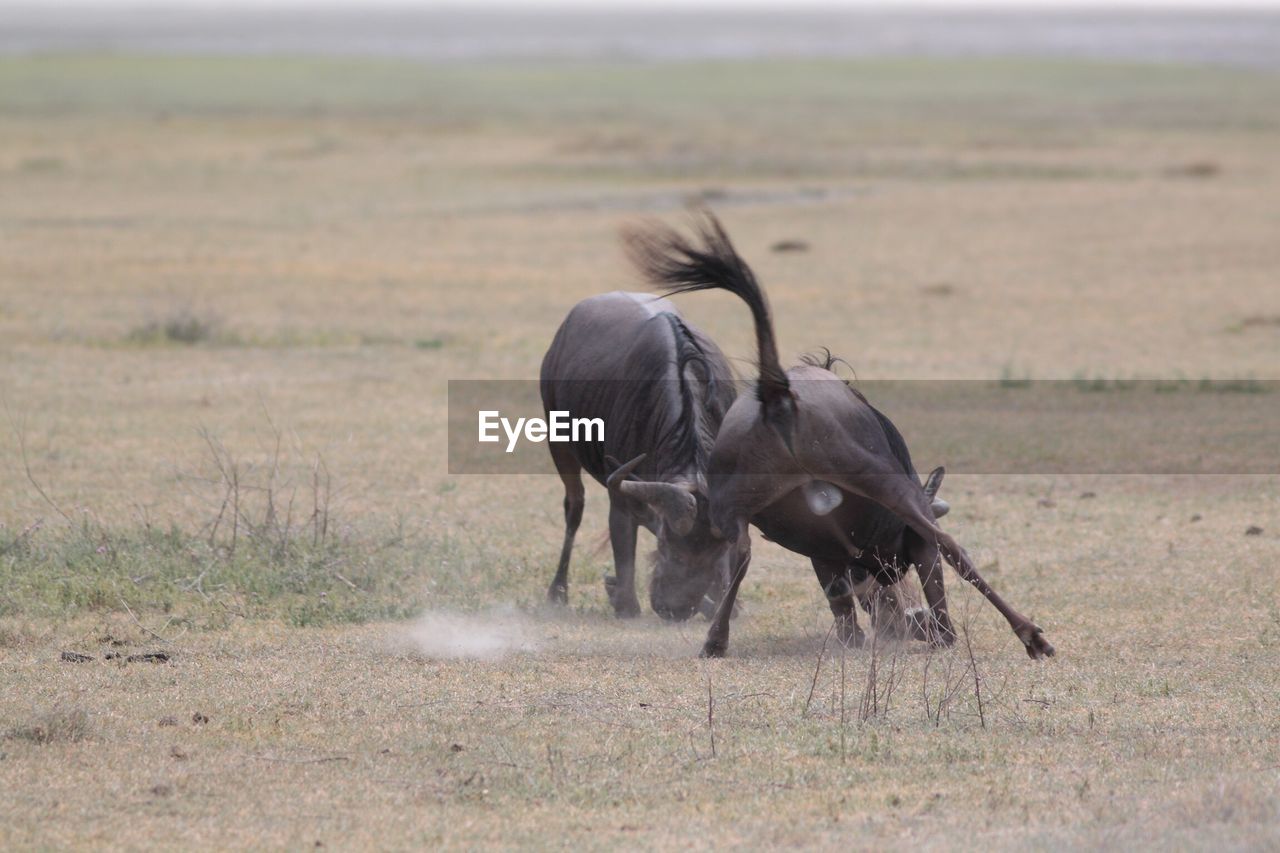 Wildebeests fighting on field