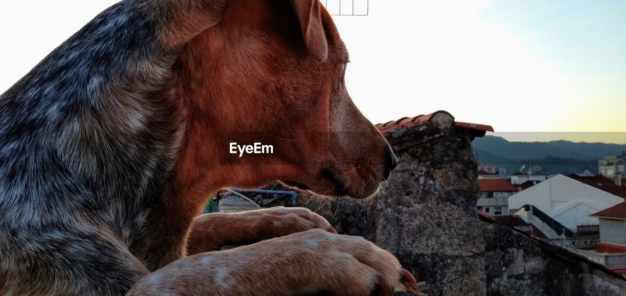 View of a dog against buildings