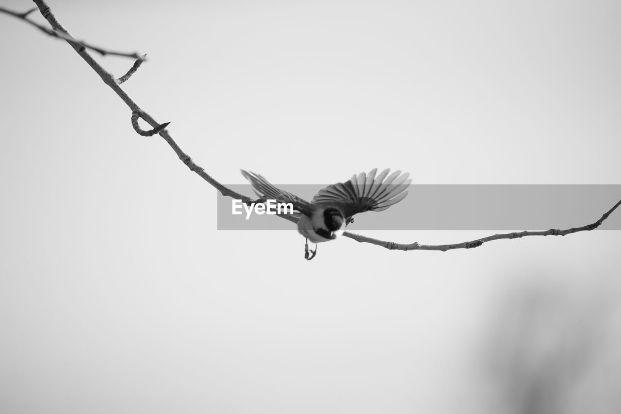 LOW ANGLE VIEW OF BIRD FLYING AGAINST SKY