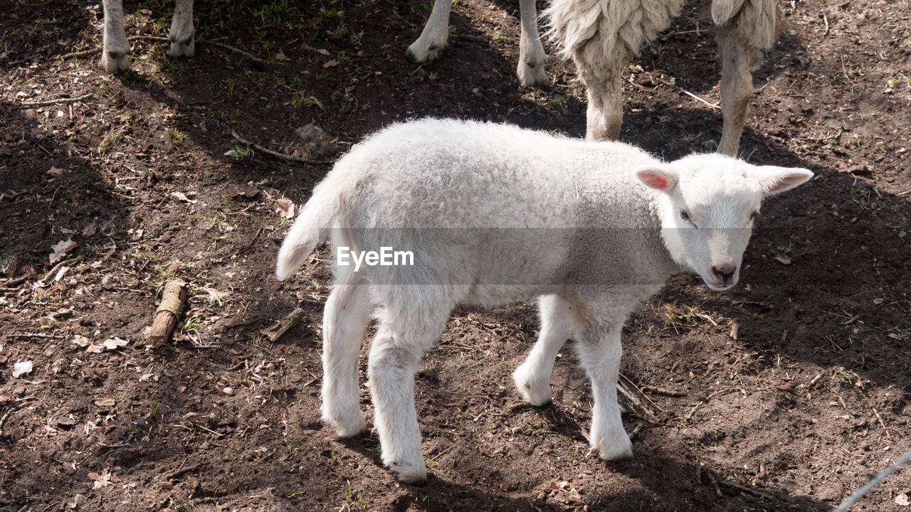 animal, animal themes, mammal, domestic animals, livestock, pet, sheep, agriculture, group of animals, young animal, white, no people, nature, land, field, lamb, standing, pasture, day, mountain goat, farm, plant, outdoors, two animals, high angle view