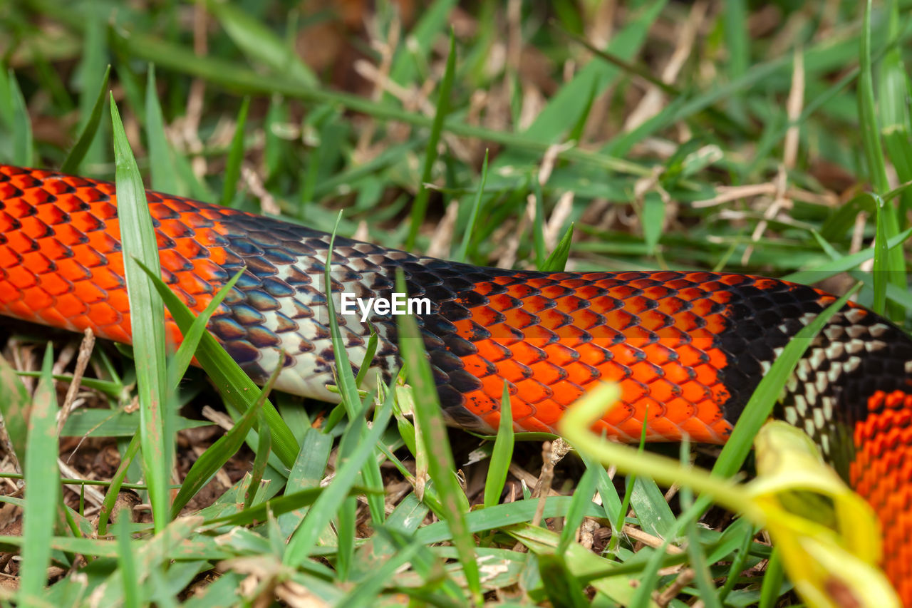 False coral snake oxyrhopus guibei