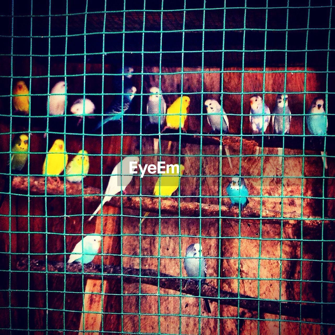 Large group of parrots in cage