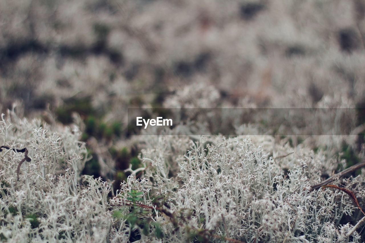 CLOSE-UP OF SNOW ON PLANTS AT FIELD